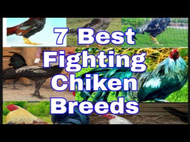 7 Best Fighting Chicken Breeds