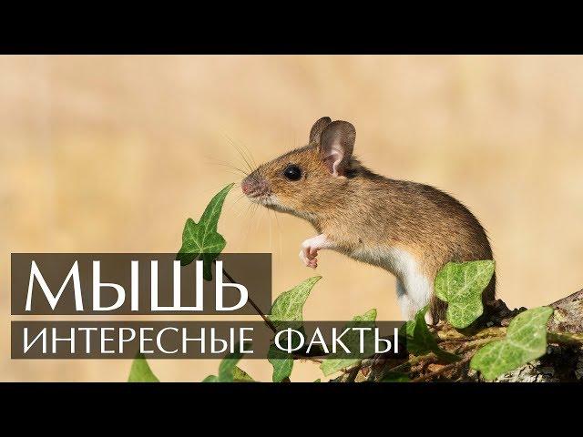 Мышь - Интересные факты