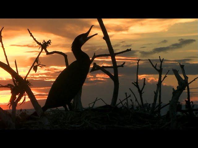 Хребет Хамар-Дабан. Дельта Селенги. Алтачейский заказник. Nature of Russia. Baikal Reserve.