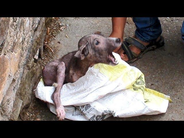 Terrified & in pain, puppy's amazing transformation after rescue.
