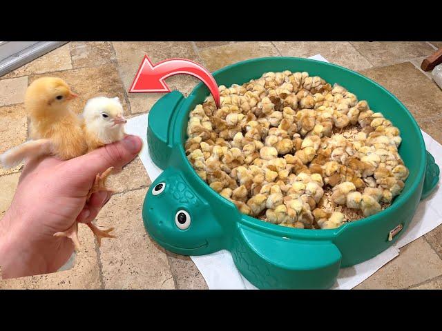 SAVING THOUSANDS OF BABY CHICKS FROM BEING SLAUGHTERED !