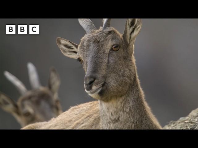 Markhor mountain goats battle on a cliff edge  | Asia - BBC