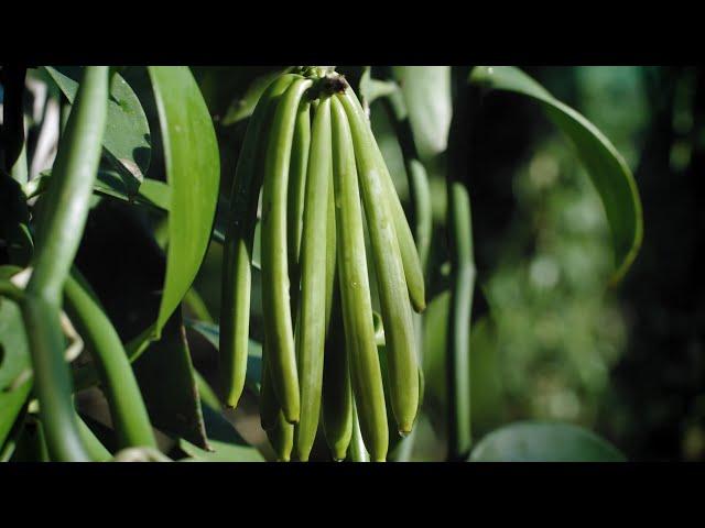 The creation process of CHANEL skincare products - Ep. 1 : Vanilla Planifolia  - CHANEL Skincare