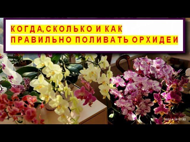 WATER ORCHIDS CORRECTLY HOW, WHEN and HOW MUCH? HOW TO LEARN TO WATER ORCHIDS? WATERING ORCHIDS.