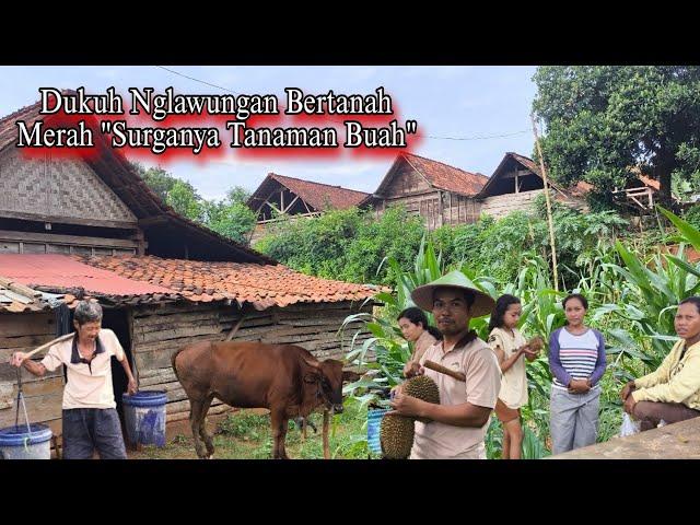 Realita Warga Kampung Duren Nglawungan Dari KEMIT JAGA MALAM Hingga Nitik Duren Saat Fajar Part 01