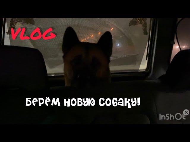 Небольшой VLOG||взяли еще одну собаку..