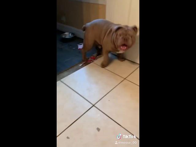 MOOSE Bulldog of TikTok ️️