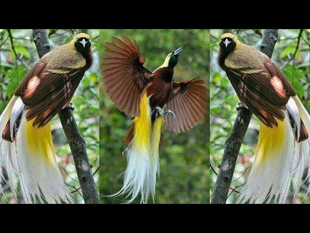 Pengamatan Burung Cendrawasih Di Kampung Rhepang Muaif