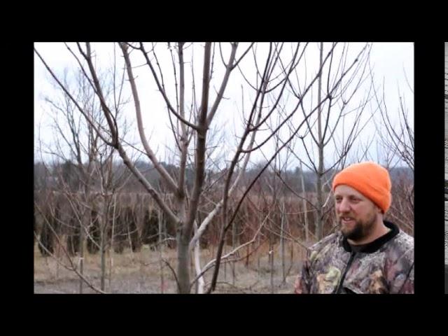 Pruning a Maple Tree