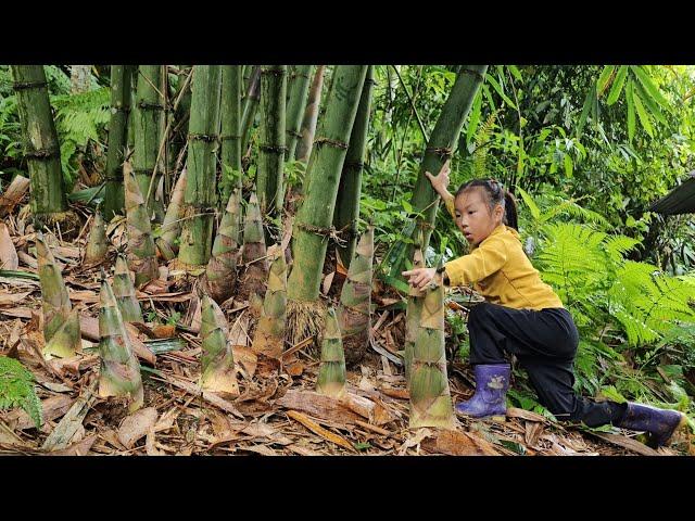 Harvest bamboo shoots and go to the market when mother is away | Tương Thị Mai