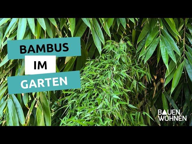 Bambus: Sichtschutz für den Garten I BAUEN & WOHNEN