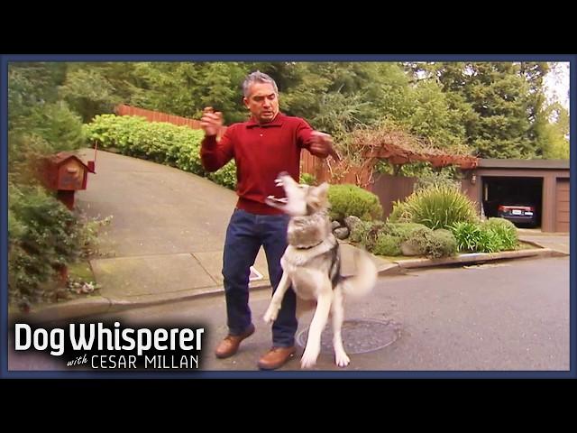 Walk Turns Violent as Malamute Mix Attacks Cesar | S4 Ep 16 | Dog Whisperer With Cesar Millan