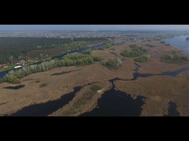 Шукач | Обуховские плавни (Протовчанские плавни) на реке Днепр