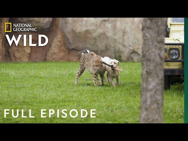 Run Cheetah Run (Full Episode) | Secrets of the Zoo