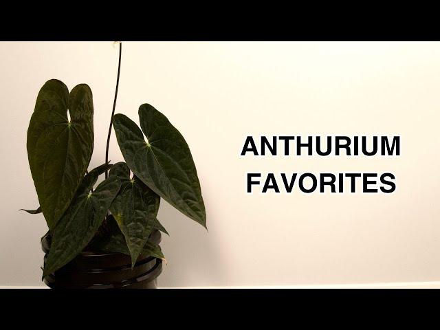 Anthurium Favorites: June & July 2024