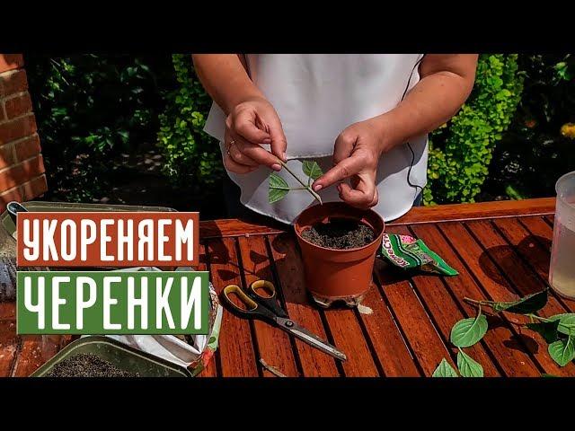 Размножение гортензии черенками  Как не допустить ошибок? / Садовый гид