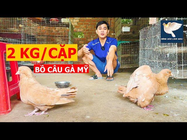 Trình làng chim Bồ câu Gà Mỹ 2kg một cặp, đi lặc lè không khác gì Gà | Nông dân làm giàu