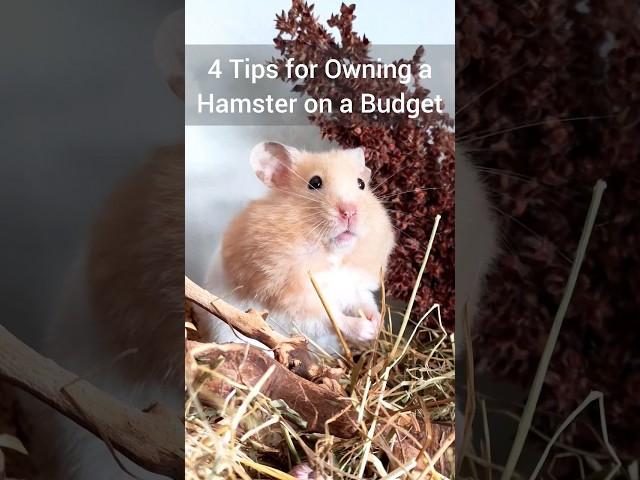 Owning a Hamster on a Budget! - Where to Find Cheap Pet Supplies 