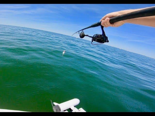 NO Cobia Tower? NO problem! Sight Casting Cobia from TINY BOAT