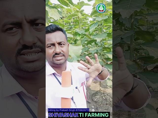 Tissue culture sagwan tree farming||shivashakti Agritec Limited|| सागवान @shivashakti_farming