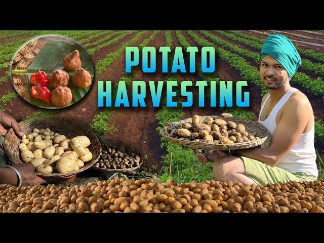 90 நாளில் உருளை கிழங்கு சாகுபடி | Potato Harvest and Cooking | Tamil Native Farmer