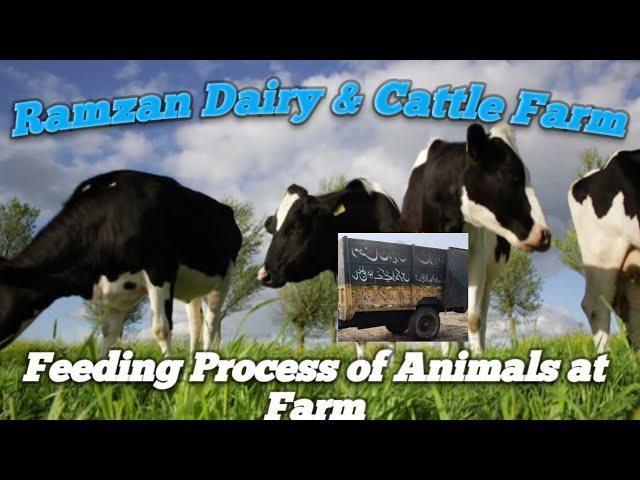 Ramzan Dairy & Cattle Farm Feeding of Animals at Farm