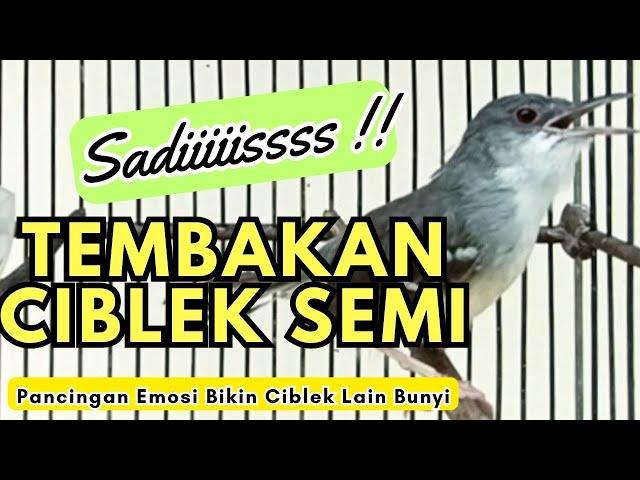 CIBLEK SEMI JANTAN GACOR TEMBAKAN MANTAL VOLUME UP