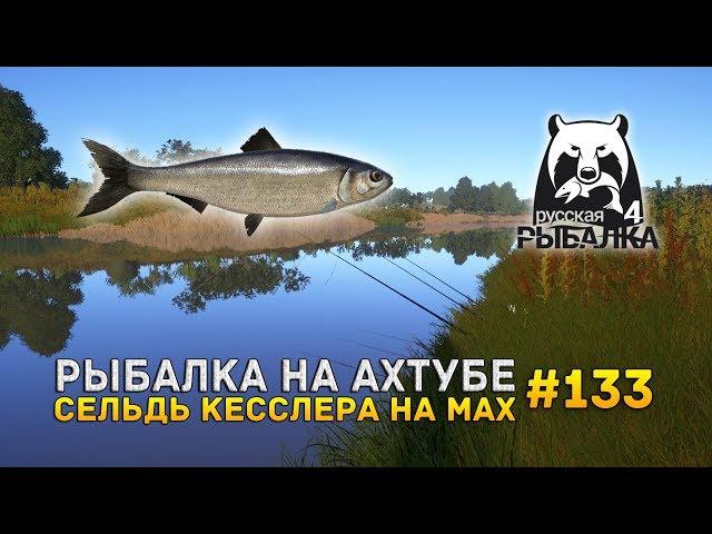 Рыбалка на Ахтубе. Селедка на мах - Русская Рыбалка 4 #133