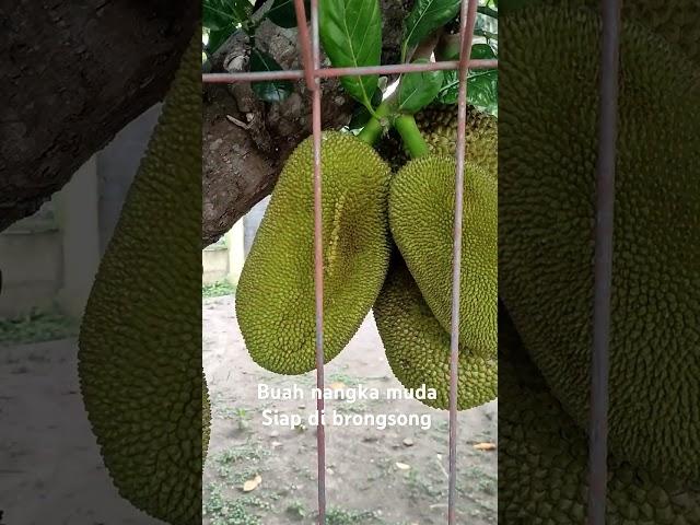 Buah nangka muda #shorts #nangka #buahnangka #petanimuda