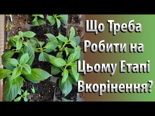 Як Вкорінити Живці Гортензії? Процес Вкорінення Гортензії | Вирощування та Догляд Гортензії