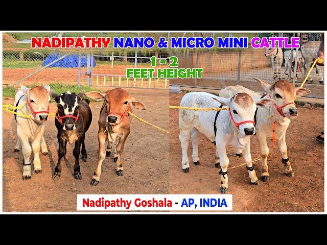 Nadipathy Cattle | 1 To 2 Feet Height | #youtube #miniature #pmmodi #sanatandharma #animals #yt