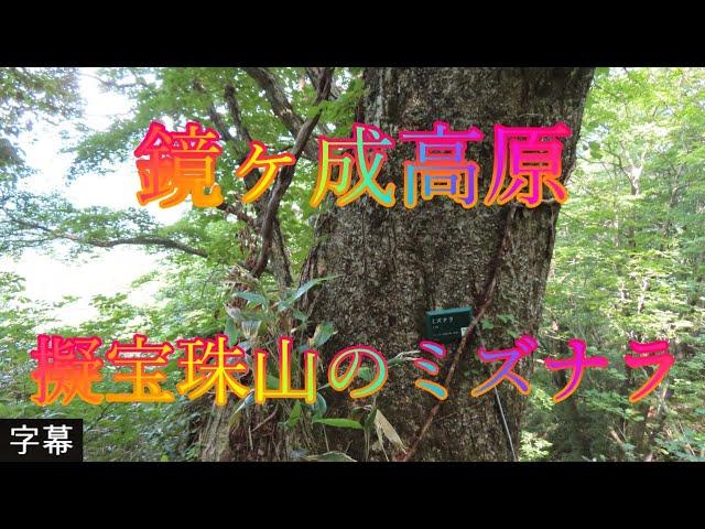 アジサイの咲く頃 6月19日 月曜 曇り時々晴れ 梅雨 美しい緑 鏡ヶ成高原 擬宝珠山のミズナラ 日本 鳥取県日野郡江府町御机 鏡ケ成湿地自然観察路 @WalkingYoshi