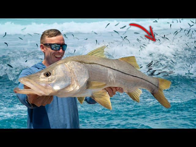 30 Days Chasing Florida's Insane Fish Migration (Mullet Run Madness)