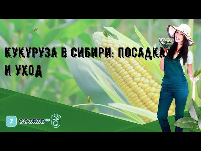 Кукуруза в Сибири: посадка и уход