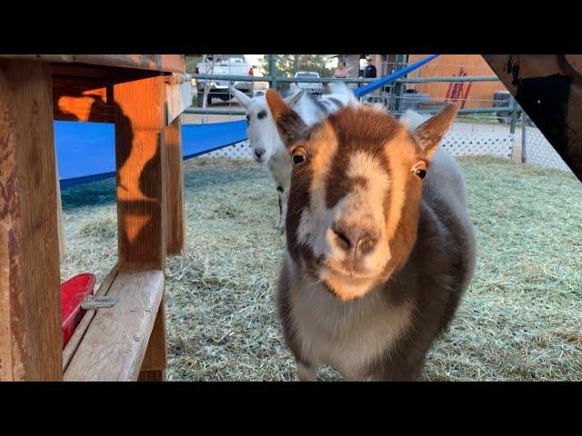 How to raise and care for cute Nigerian Dwarf Goats