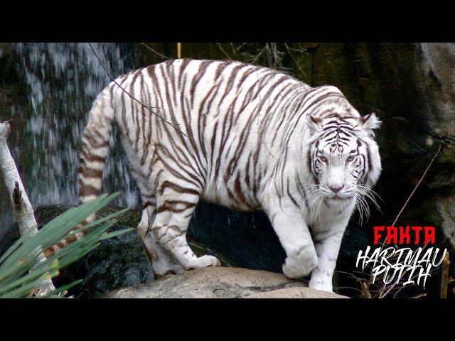 Harimau Putih Fakta Menarik dari Sang Maung Putih