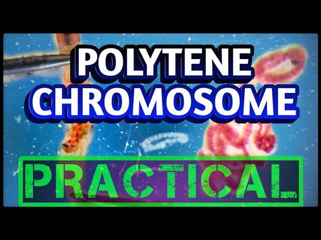 Polytene Chromosomes from Salivary glands | Dissection of Chironomus larvae