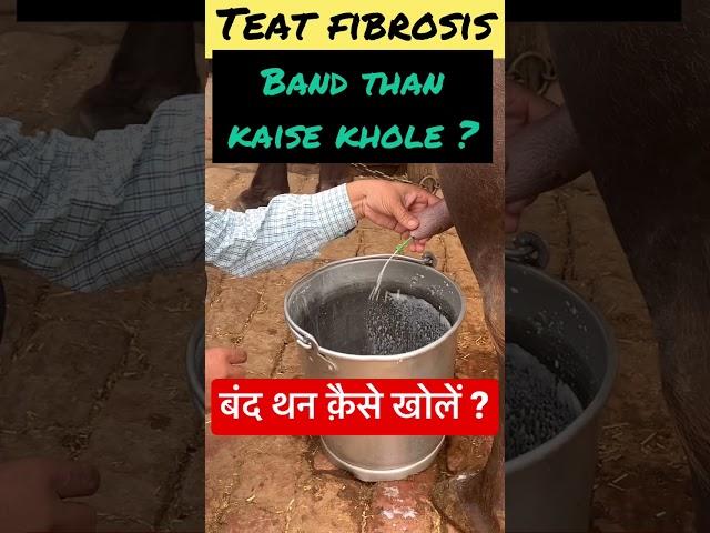 Teat fibrosis l Mastitis l dr umar khan