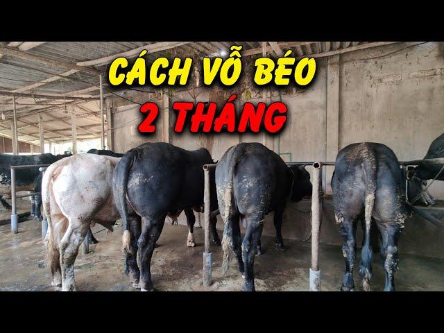 Bí Quyết Vỗ Béo Bò 3B Chỉ Trong 2 Tháng Được Xuất Bán Giá Cao  @3phutnongnghiep