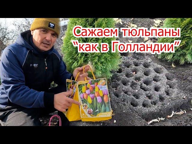 Сажаем тюльпаны по голландской технологии! Шикарная клумба тюльпанов.