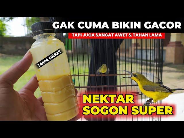 AWALNYA COBA COBA TERNYATA HASILNYA LUAR BIASANEKTAR SOGON SUPEERR..