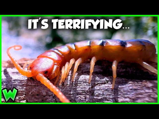 VENOMOUS TIGER CENTIPEDE! Secrets of the Desert Mountains