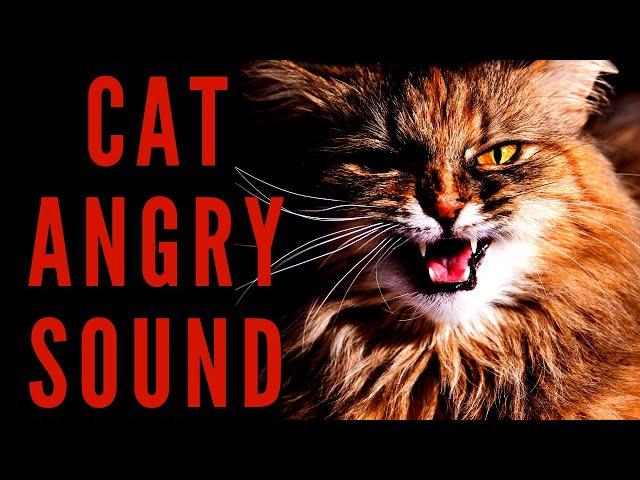 CAT ANGRY SOUND - Realistic Cat Sound | Maktub_ytv