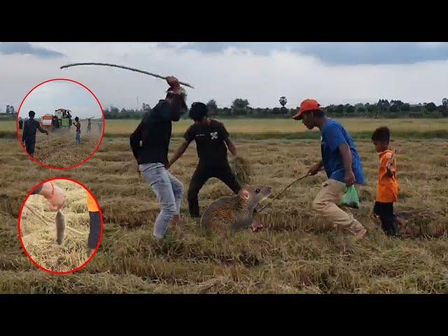 The village people Catching Mouse in rice Fields