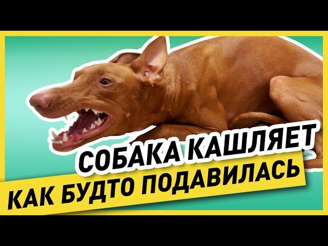 ПИТОМНИКОВЫЙ КАШЕЛЬ У СОБАКИ (как выглядит, причина и лечение) – моя собака «простудилась» и кашляет