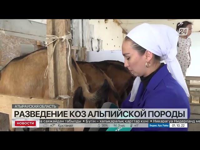 Поголовье альпийских коз планируют увеличить в Атырауской области