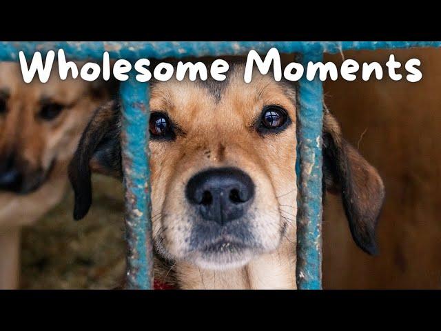 Why EVERYONE Should ADOPT DOGS  | Wholesome Moments