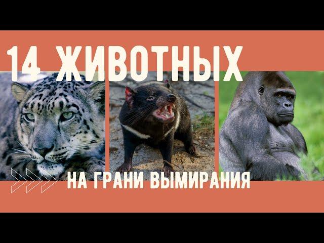 14 Редких Животных На Грани Вымирания