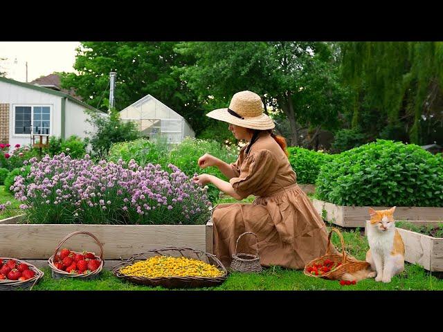 Let's Pick Strawberries  Canning Strawberry Jelly in the Country