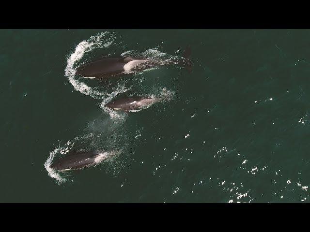 Episode 1 - Killer Whale Encounter...